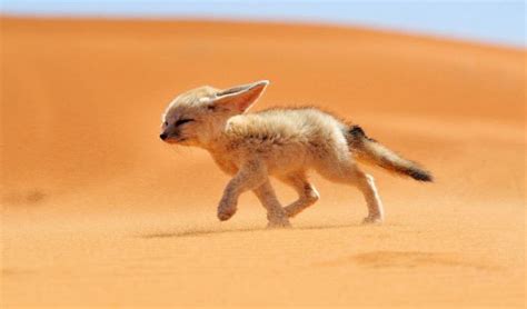 THE VIEW FROM FEZ: The Moroccan Fennec - The Smallest Fox