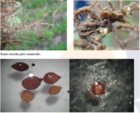 Nematoide De Cisto Da Soja Heterodera Glycines Elevagro