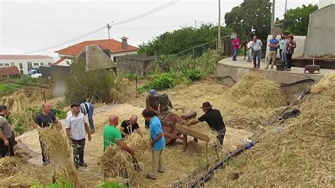 CULTURA MADEIRA Debulha trigo Moinhos Caniço 21 7 2013 YouTube