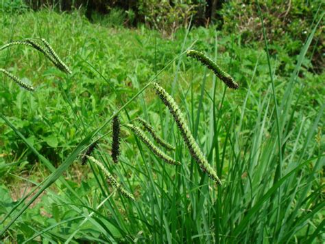 Paspalum Dilatatum Poiret