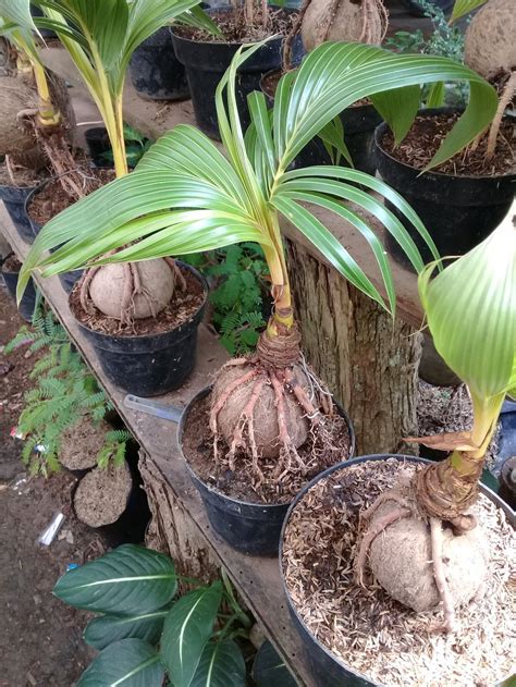 Harga Bonsai Kelapa Misterdudu