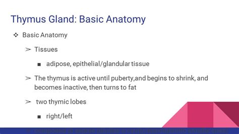 Thymus Gland Anatomy