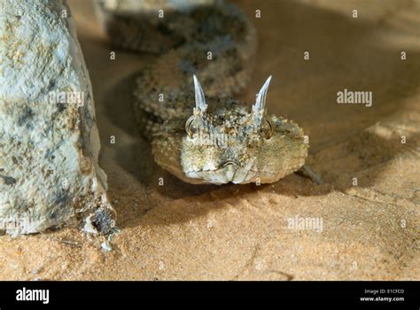 Snakes In The Night High Resolution Stock Photography And Images Alamy