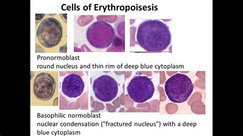 11. Hematopoiesis - YouTube