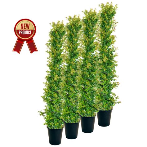 Straight And Narrow” Lilly Pilly Large 300mm Pot Hedging And Screening