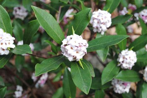 Growing Daphne Triangle Gardener Magazine