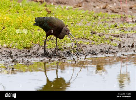 White Faced Ibis Plegadis Chihi Feeding In Shallow Water At Kealia