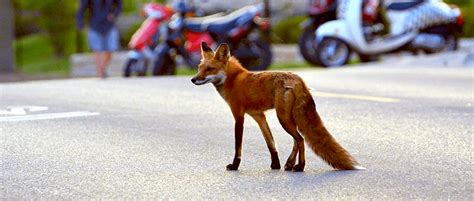 In urban landscape, coyotes and foxes coexist | THE WILDLIFE SOCIETY