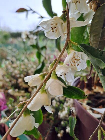 Camellia Tsaii P Pini Res Des Vents