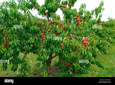 Peach Prunus Persica Red Haven Prunus Persica Red Haven Cultivar