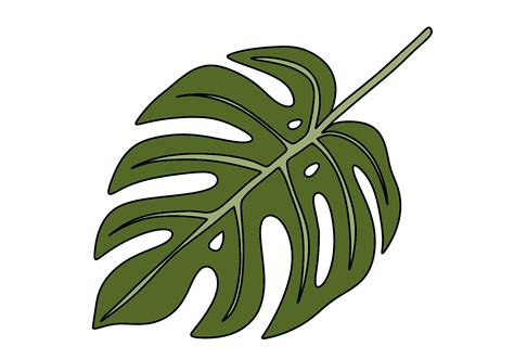 Monstera Leaf Drawing Simple