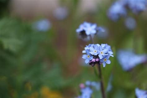 Vergissmeinnicht Blume Blüte Kostenloses Foto auf Pixabay