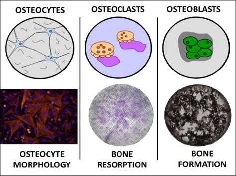 In Establishing The Brloc Standard Conditions To Enable Osteoclast