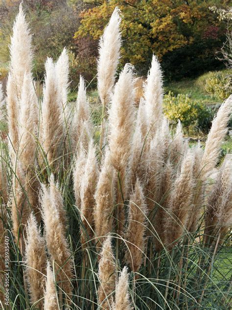 Cortaderia Selloana Silber Pampasgras Einzigartiger Effekt Mit