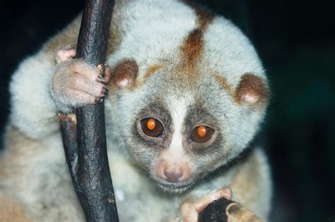 Bengal Slow Loris Nycticebus Bengalensis