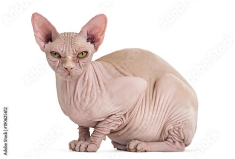 Sphynx Hairless Cat 4 Years Old Portrait Against White Background