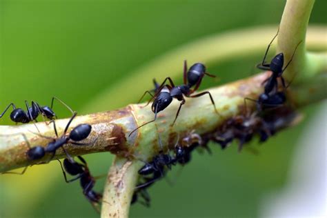 Las Mejores Trampas Para Eliminar Hormigas DETRAMPAS