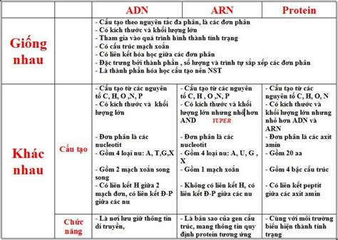 Tìm hiểu so sánh adn và arn sinh 10 để hiểu rõ hơn về sự khác biệt