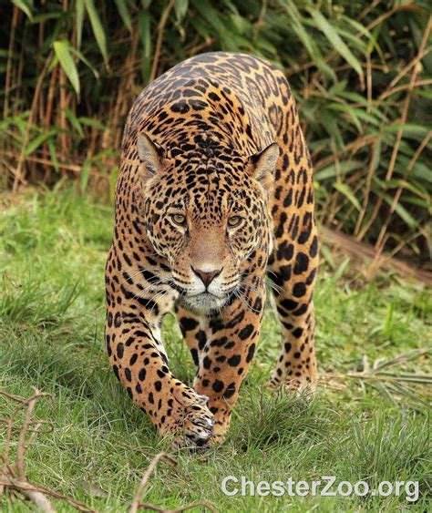 Definitive Guide To Jaguar Facts, Habitat, Conservation Status, Zoo ...