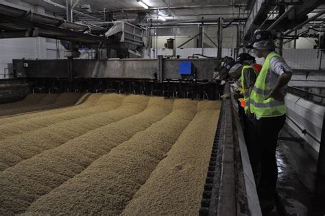 Advierten por el riesgo de pérdida de calidad en la cebada cervecera