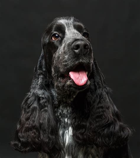 Black English Cocker Spaniel Stock Image Image Of Spaniel Friend