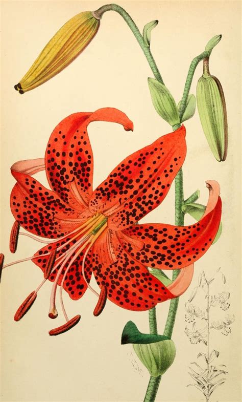 Pin by Arturo Marty Ordoñez on scs Lilies drawing Botanical