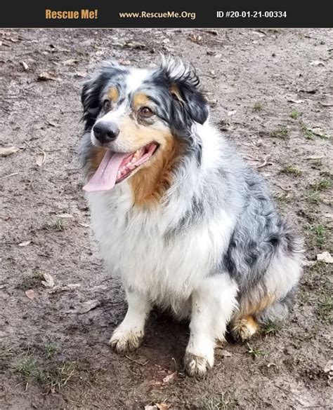 Adopt 20012100334 Australian Shepherd Rescue Portland Or