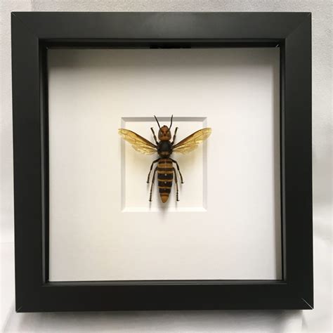 Vespa Mandarinia Framed Hornet