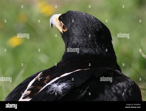 Verreaux Eagle Aquila Verreauxi Hi Res Stock Photography And Images Alamy