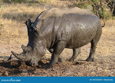 White Rhino Covered In Mud Stock Photo Image Of Rhinoceros