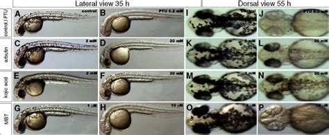 Effects Of Melanogenic Inhibitors On The Pigmentation Of Zebrafish