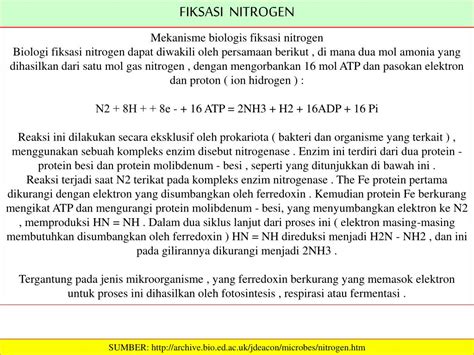 Ppt Siklus Nitrogen Fiksasi Nitrogen Nitrogen Is An Important