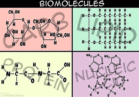 "Biomolecule Structure Poster" Poster by amoebasisters | Redbubble