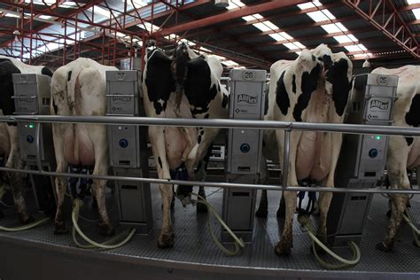 Mastitis En Vacas Y Su Impacto Sobre La Calidad De La Leche