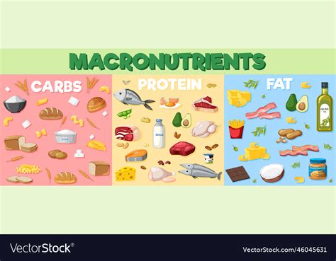 Macronutrients Diagram With Food Ingredients Vector Image