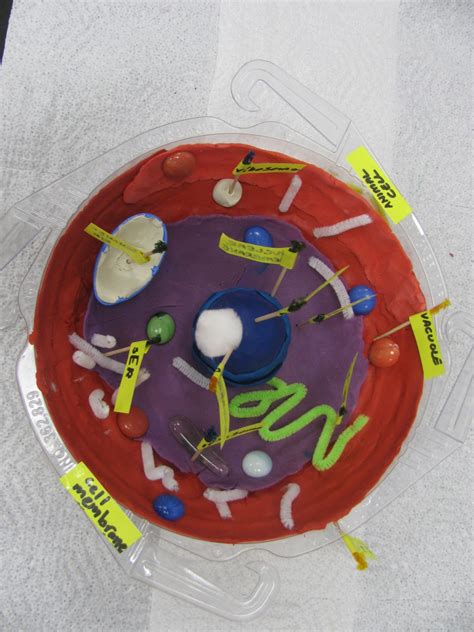 Ms. Corson's Science Class: Cell Model Project