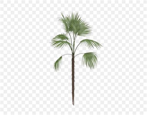 Arecaceae Tree Leaf Euclidean Vector Png X Px Arecaceae