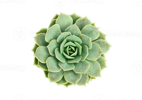 Succulent Plant Isolated On A Transparent Background 22024837 Png