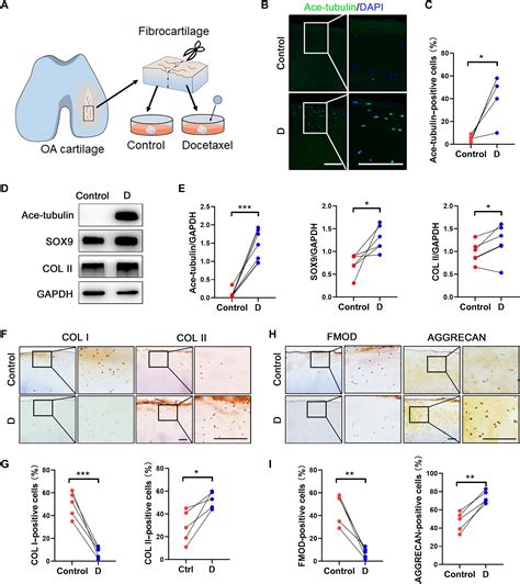 Articular Fibrocartilage Targeted Therapy By Microtubule Stabilization