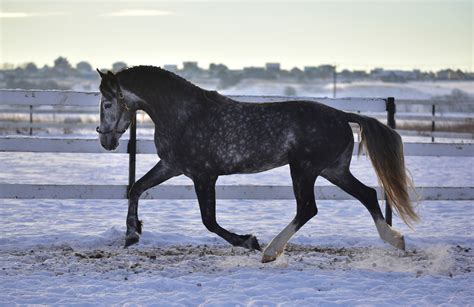 Black And White Horse Breeds - Smarter Horse