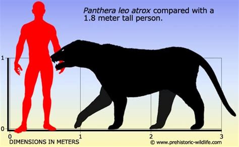 Cave Lion Size Comparison