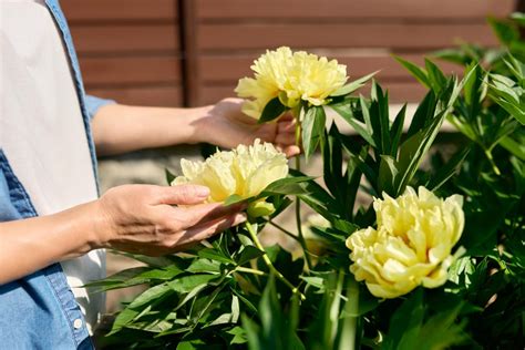 Peony Care Guide: How to Care for Peonies | Bouqs Blog