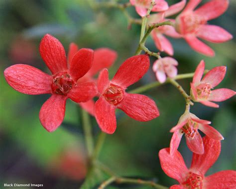 Sepals Of Ceratopetalum Gummiferum New South Wales Chris Flickr