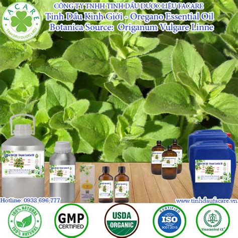 tinh dau kinh gioi kinh gioi  oregano gia  nhap khau va phan
