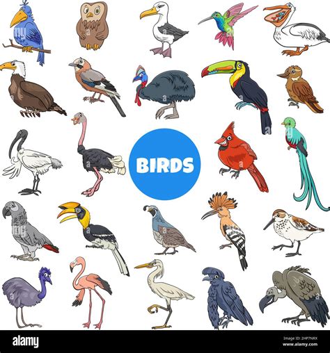 Top Cartoon Bird Names Delhiteluguacademy