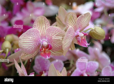 orchids at Kew Gardens Stock Photo - Alamy