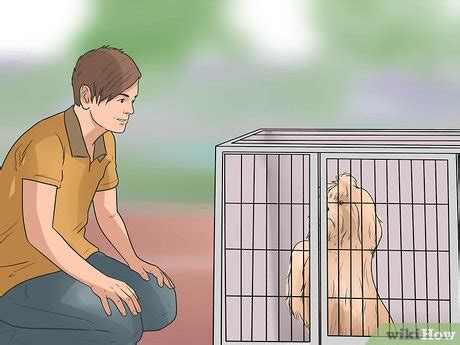 How to Train Havanese Dogs (with Pictures) - wikiHow