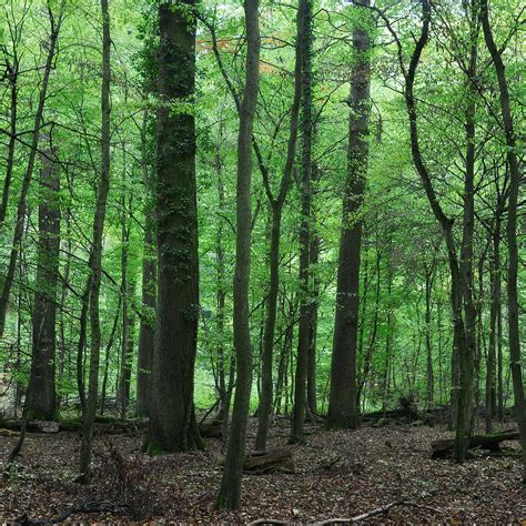 wald  kleinerteddy  deviantart