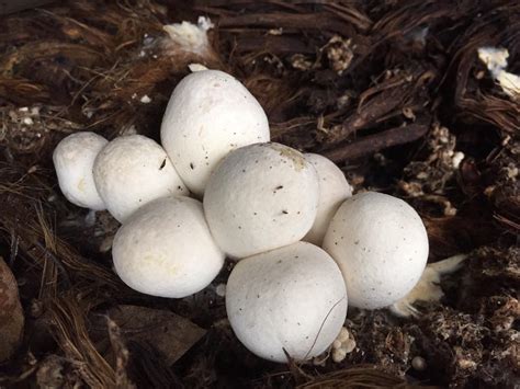 Volvariella Farm Menarikdi