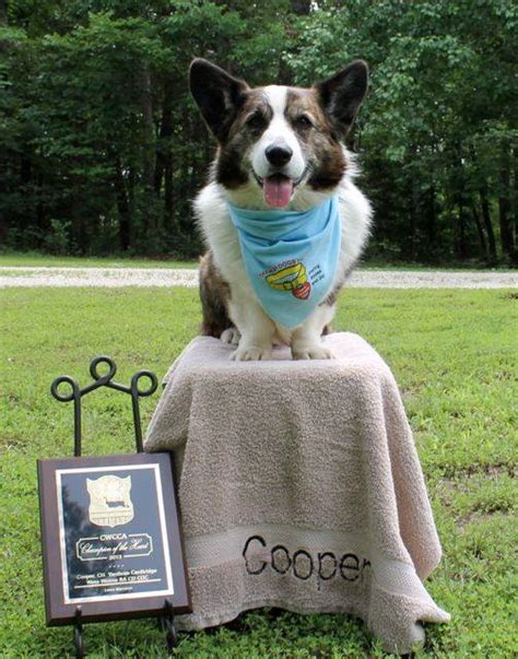 2013 Annual Awards – The Cardigan Welsh Corgi Club of America